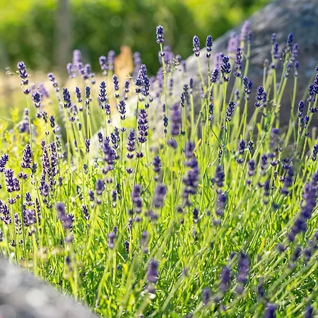 Uue-hallikivi Talu * Malvaste