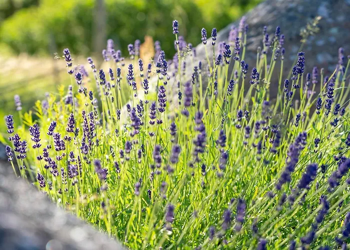 Uue-hallikivi Talu * Malvaste